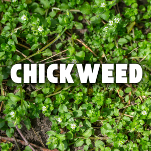 Thick Weed